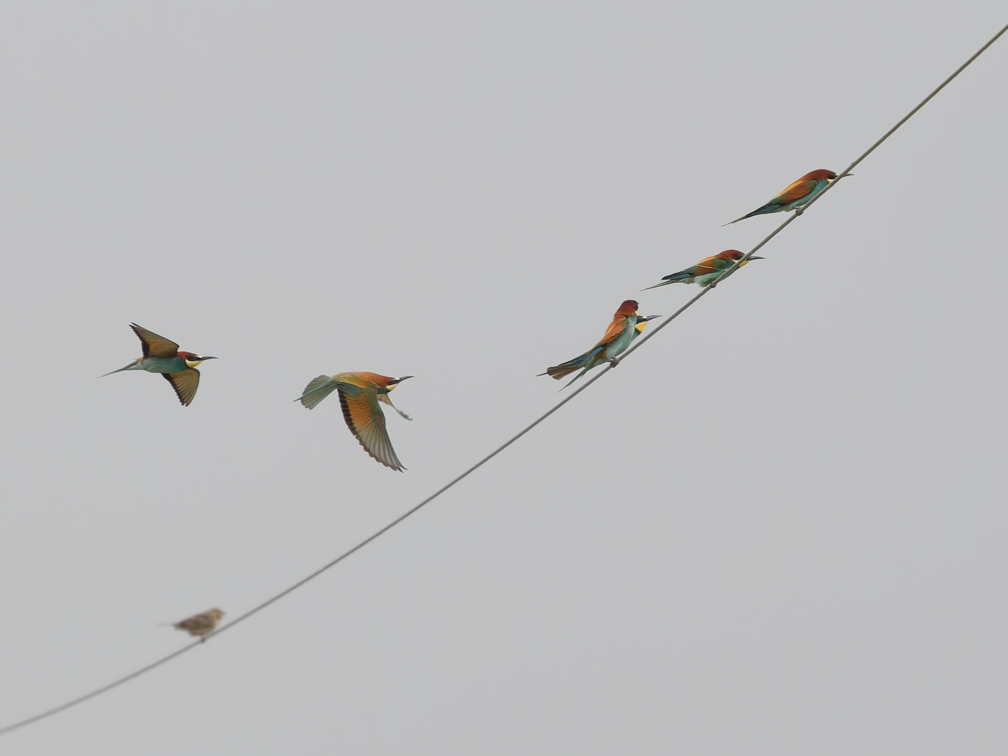 European bee-eater (Merops apiaster)